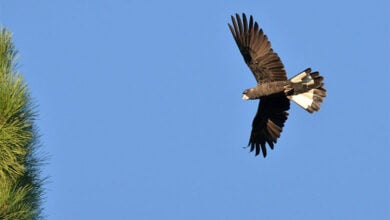 Carnaby's Black Cockatoo