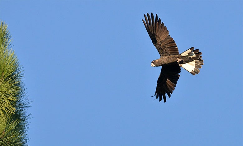 Carnaby's Black Cockatoo