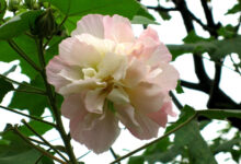 Hibiscus Mutabilis