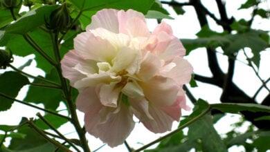 Hibiscus Mutabilis