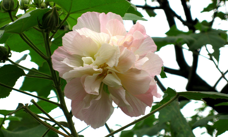 Hibiscus Mutabilis