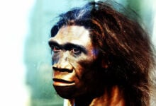 Homo Erectus