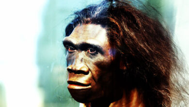 Homo Erectus