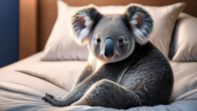 Koala