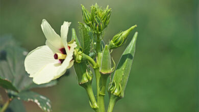 Okra