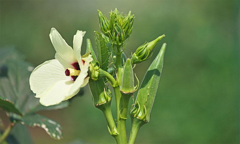 Okra