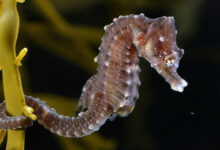 Seahorse