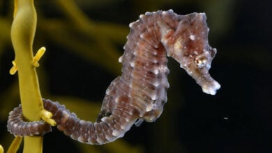 Seahorse