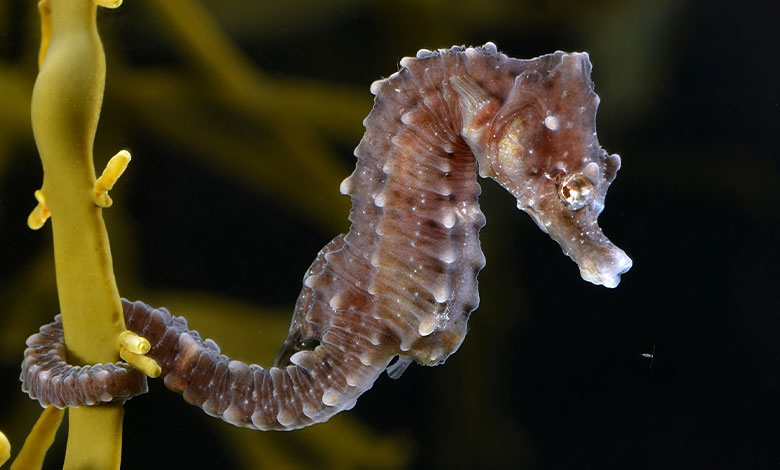 Seahorse