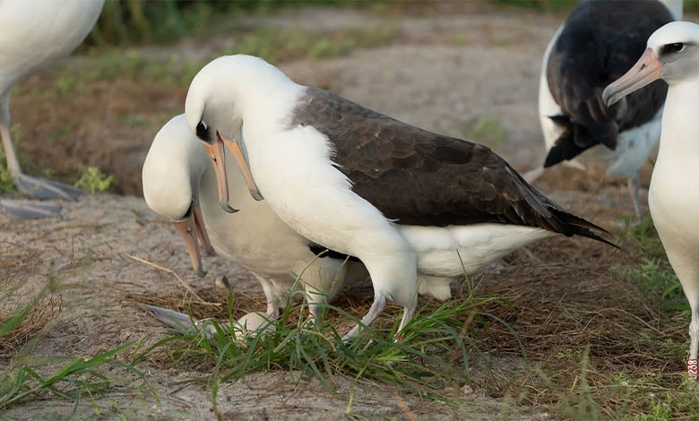 Albatross