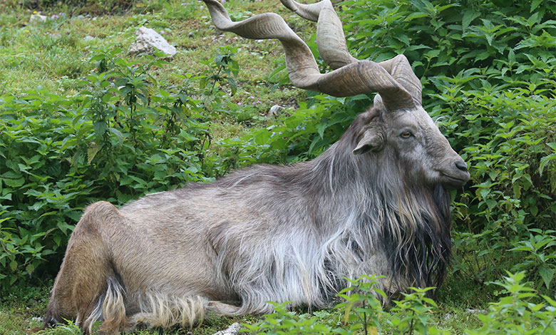 Markhor