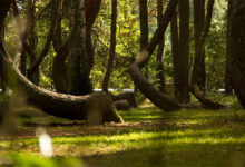 Crooked Forest