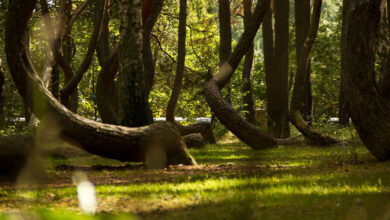 Crooked Forest