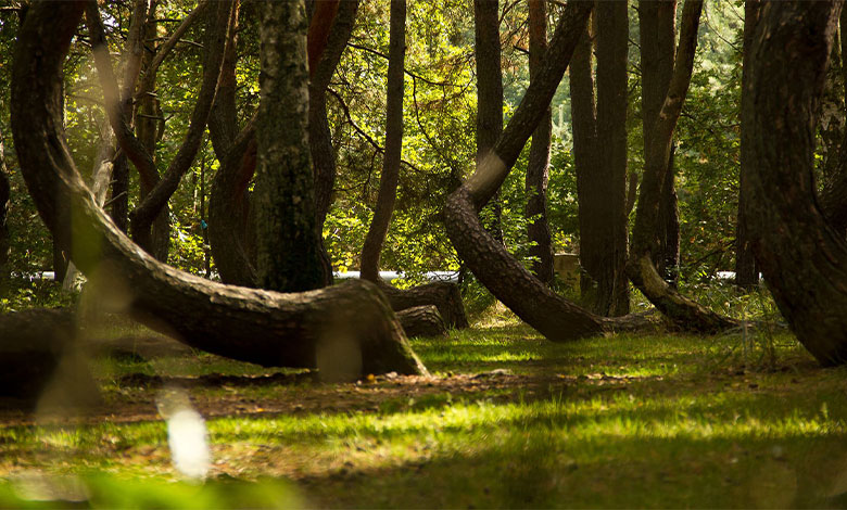 Crooked Forest