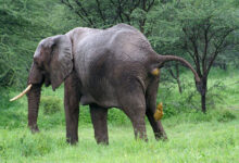 Elephant