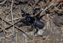 Funnel-web Spider