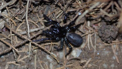 Funnel-web Spider