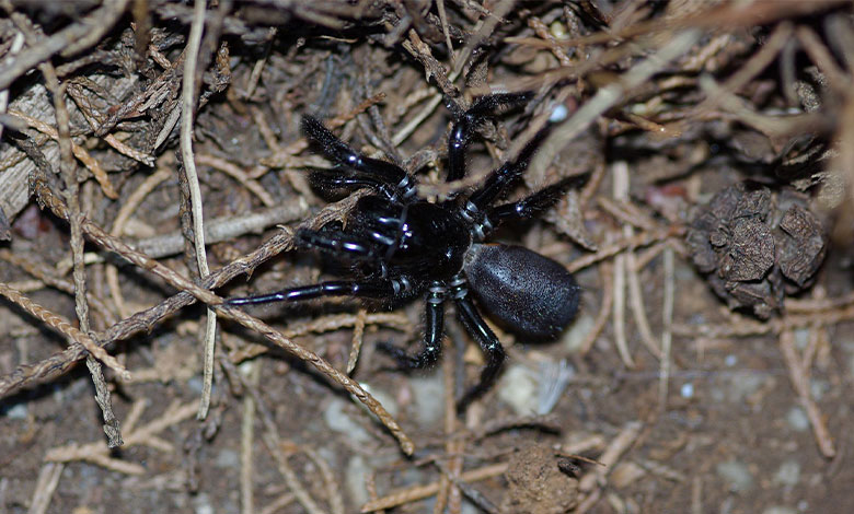 Funnel-web Spider