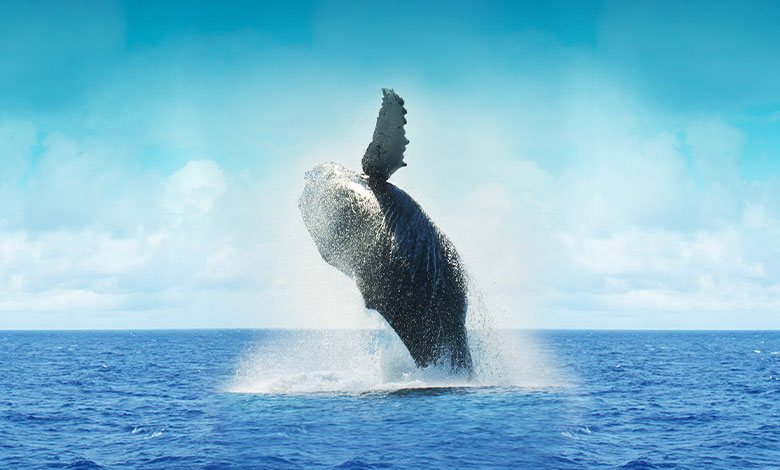 Humpback Whale