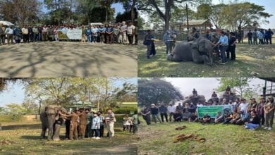 Kaziranga National Park